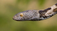 Kígyó macska rendes